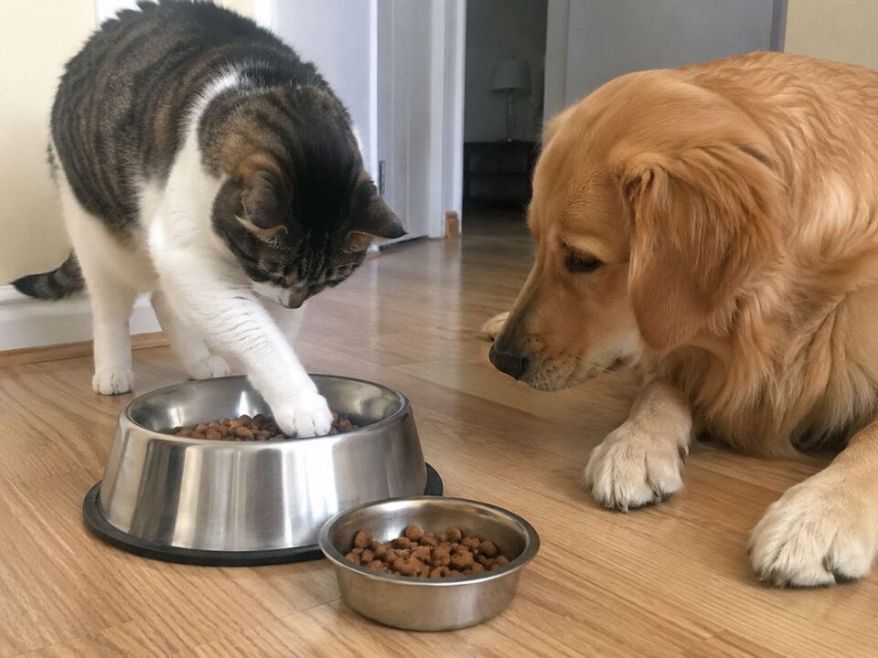 Gatto con il muso dentro la ciotola delle crocchette del cane, con un cane seduto accanto